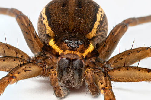 Fen raft spider