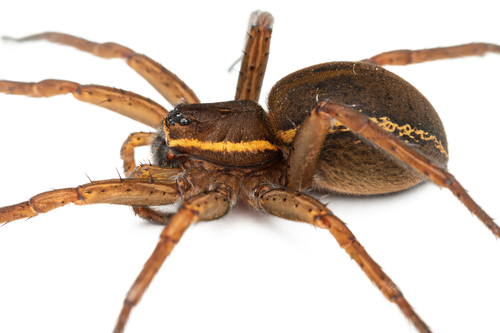 Fen raft spider