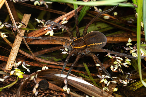 Fen raft spider