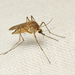 Aedes detritus - Photo (c) David Beadle, כל הזכויות שמורות, הועלה על ידי David Beadle
