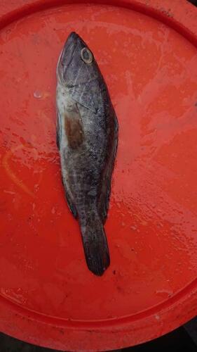 White Grouper