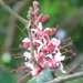 Humboldtia brunonis - Photo (c) Manu M, כל הזכויות שמורות, הועלה על ידי Manu M