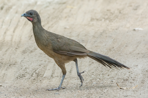 Plain Chachalaca