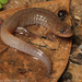 Salamandra Oscura Manchada - Photo (c) mattbuckingham, todos los derechos reservados, subido por mattbuckingham