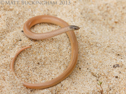 Flat-headed Snake