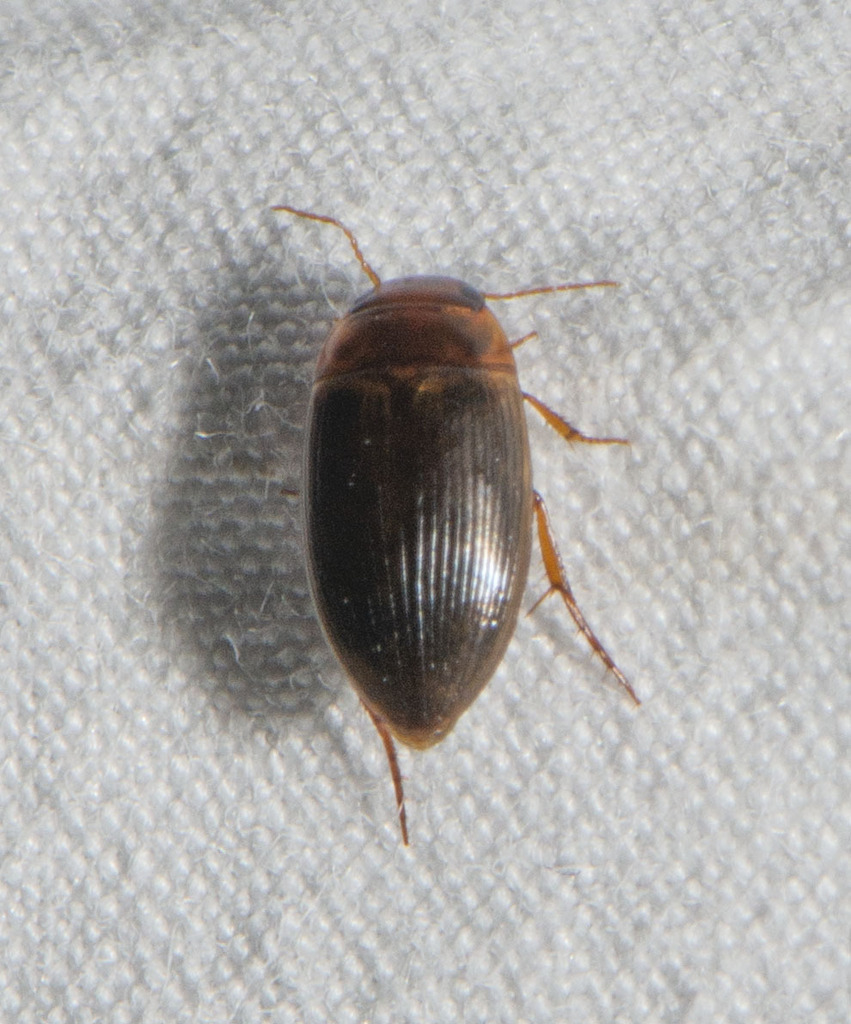Copelatus glyphicus in June 2022 by Owen Ridgen · iNaturalist