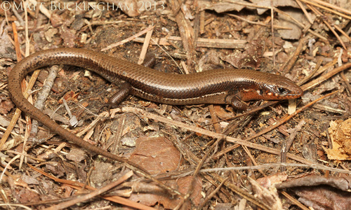 Coal Skink