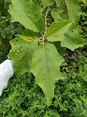 Solanum torvum image