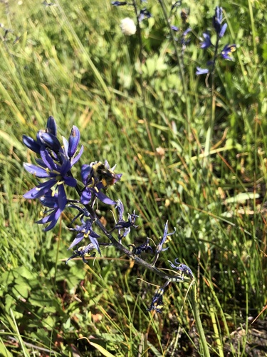 iNaturalist observation photo of Great Basin Bumble Bee