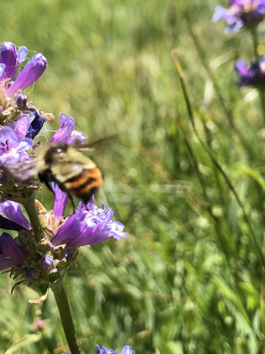 iNaturalist observation photo of Pyrobombus
