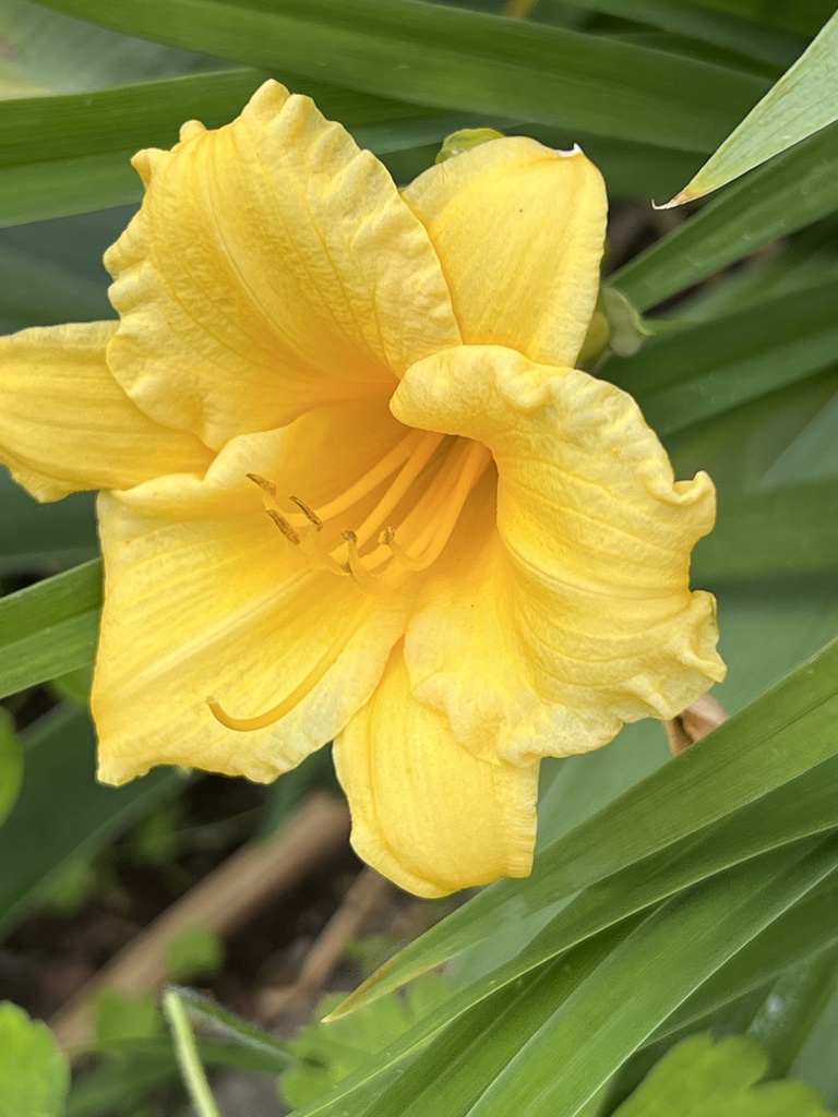 daylilies from Hook Rd, Bedford, NY, US on June 18, 2022 at 0208 PM by
