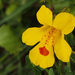 Erythranthe × robertsii - Photo 由 Wendy Feltham 所上傳的 (c) Wendy Feltham，保留所有權利
