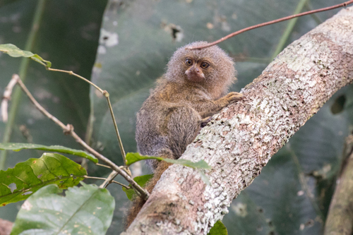 Cebuella pygmaea – Wikipédia, a enciclopédia livre