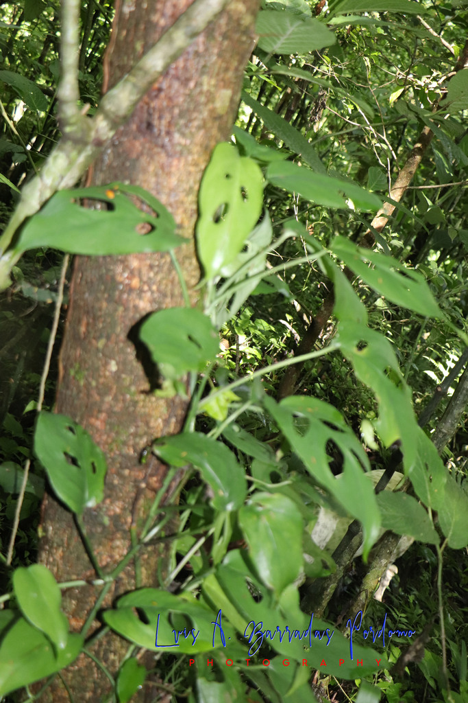 philodendron verrucosum bosco Philodendron verrucosum main image 0