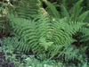Lady Fern - Photo (c) Wendy Feltham, all rights reserved, uploaded by Wendy Feltham