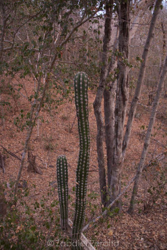 Indian Comb