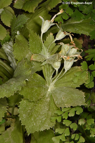 Sinai Primrose