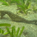 Observation photo