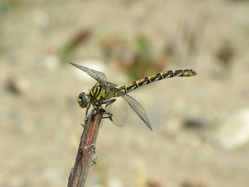 Small Pincertail