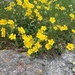 Dwarf Rock-Roses - Photo (c) campanula-alpina, all rights reserved, uploaded by campanula-alpina