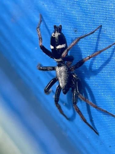 Sergiolus columbianus