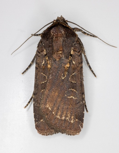 iNaturalist observation photo of Parabagrotis