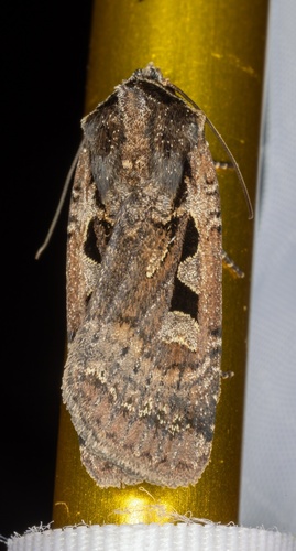 iNaturalist observation photo of Parabagrotis