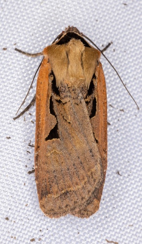 iNaturalist observation photo of Parabagrotis