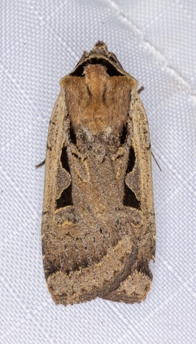 iNaturalist observation photo of Parabagrotis