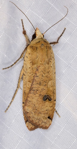 iNaturalist observation photo of Large Yellow Underwing