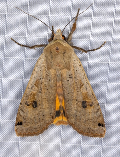 iNaturalist observation photo of Large Yellow Underwing