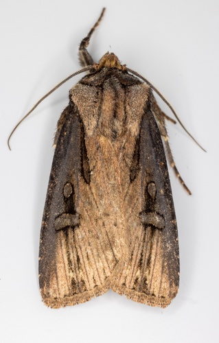 iNaturalist observation photo of Agrotis antica