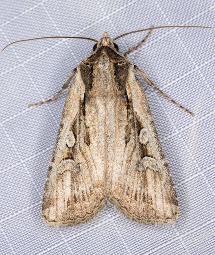 iNaturalist observation photo of Silent Dart