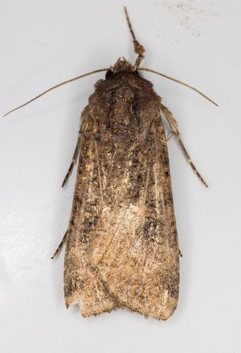 iNaturalist observation photo of Variegated Cutworm Moth