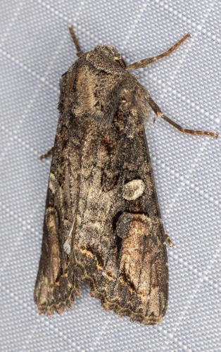 iNaturalist observation photo of Brown Woodling