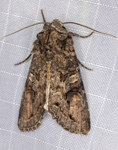 iNaturalist observation photo of Brown Woodling