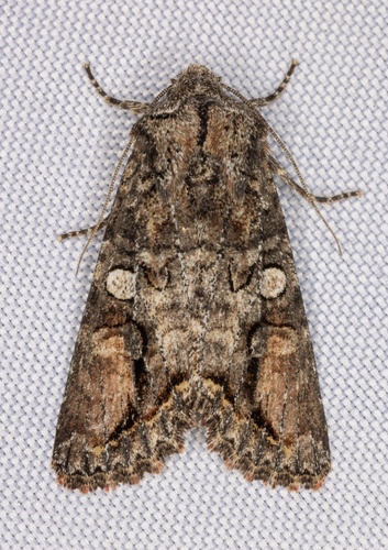 iNaturalist observation photo of Brown Woodling