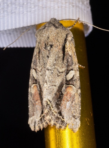 iNaturalist observation photo of Egira rubrica