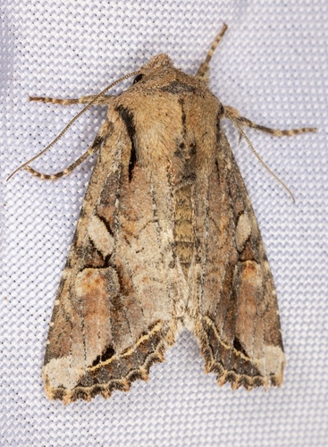 iNaturalist observation photo of Egira rubrica