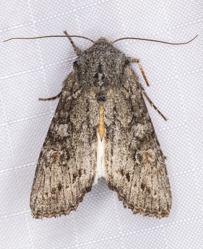 iNaturalist observation photo of Citrus Cutworm