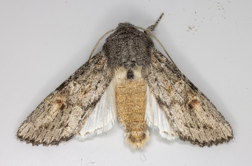 iNaturalist observation photo of Citrus Cutworm