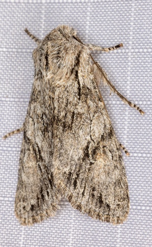 iNaturalist observation photo of Egira simplex