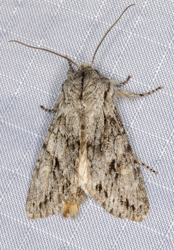 iNaturalist observation photo of Egira simplex