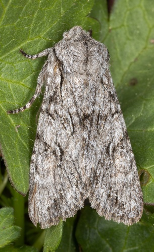 iNaturalist observation photo of Egira simplex