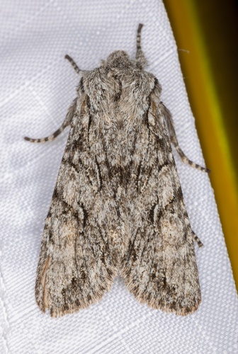 iNaturalist observation photo of Egira simplex
