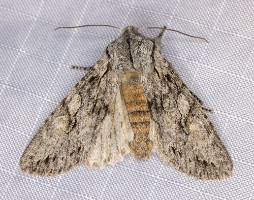 iNaturalist observation photo of Egira simplex