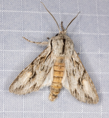 iNaturalist observation photo of Egira crucialis