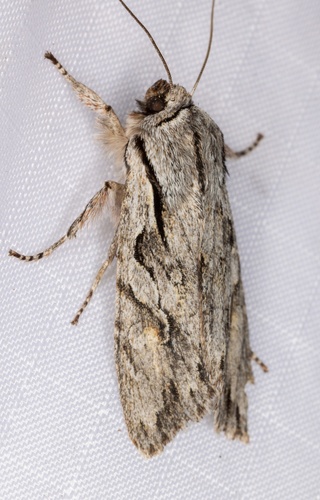 iNaturalist observation photo of Egira crucialis