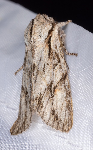 iNaturalist observation photo of Egira crucialis