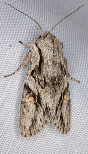 iNaturalist observation photo of Egira crucialis